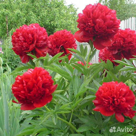 Пион Red Love