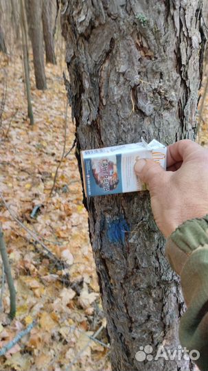 Лиственница кругляк