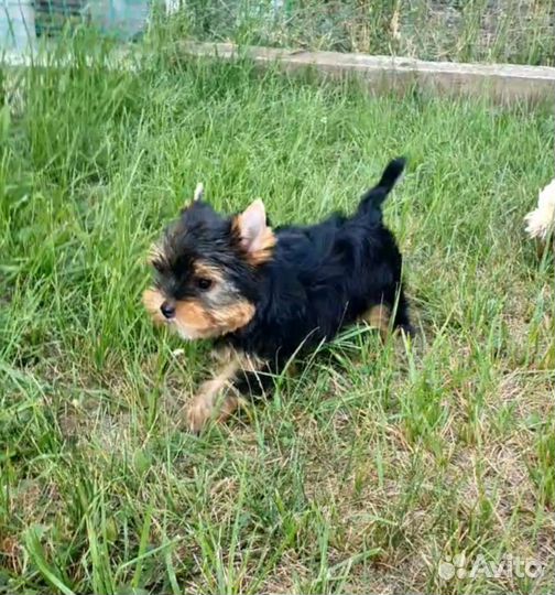 Йоркширский терьер мини беби фейс щенки