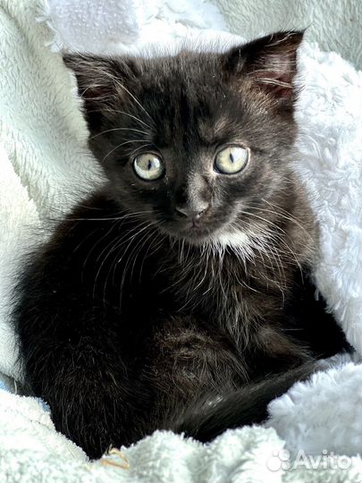 Котёнок веслоухий девочка