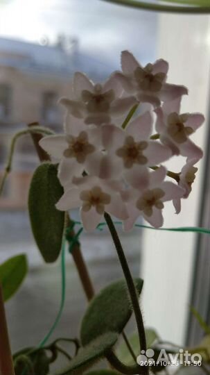 Хойи Томсона, Пахиклада