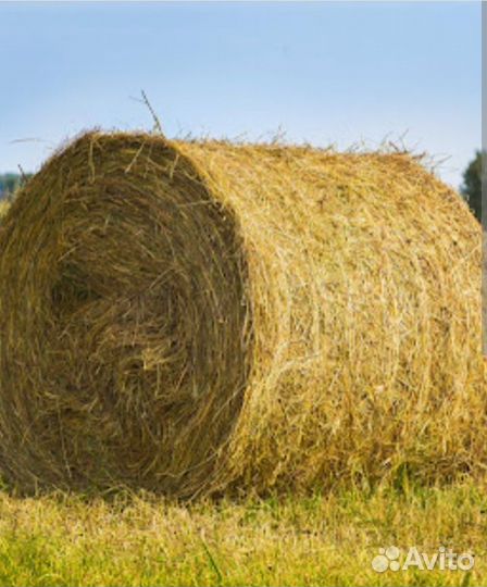 Продам сено в тюках