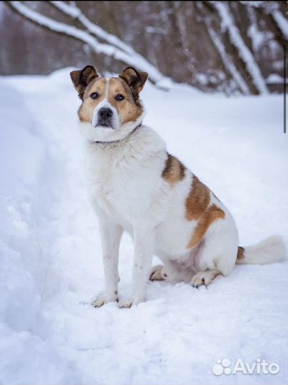 Собака в добрые руки