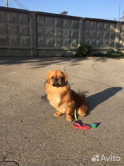 Вязка пекинес