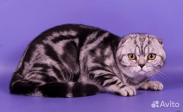 Шотландский кот страйт и фолд на вязку