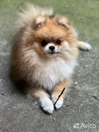 Вязка собак шпиц