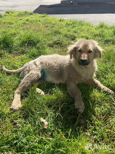 Щенок в добрые руки