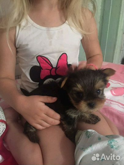 Вязка.Мальчик мини Йорк ищет невесту