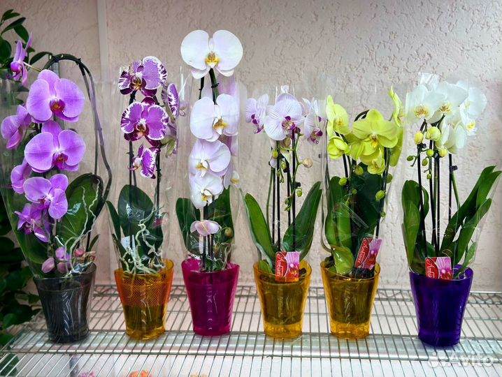 Каскадные орхидеи