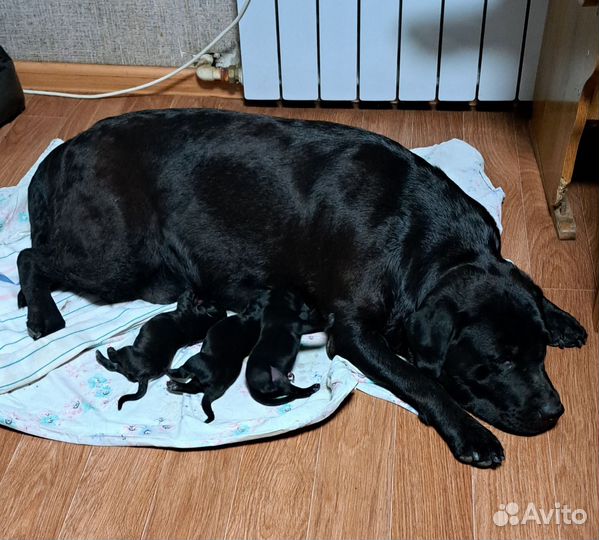 Щенки лабрадора