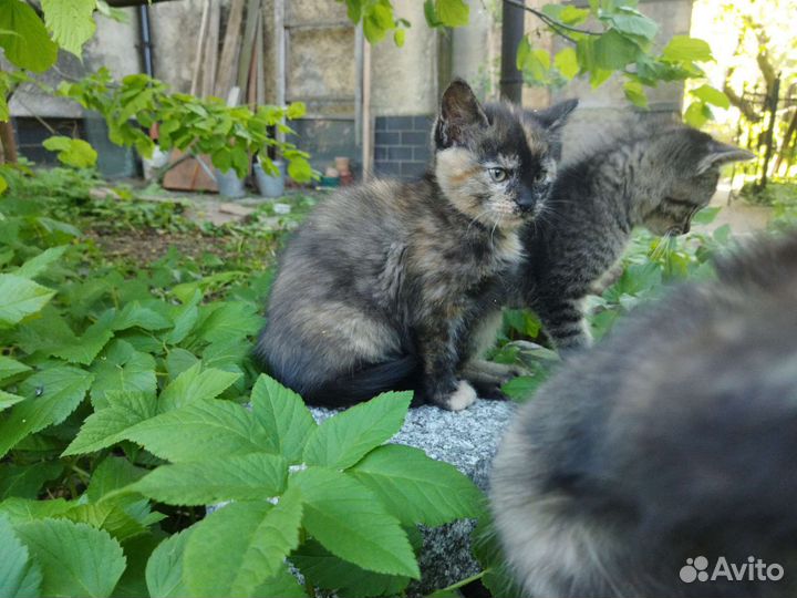 Кошка-крысоловка