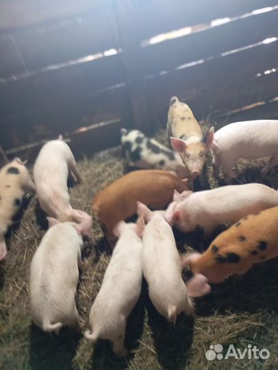 Поросята породы дюрок