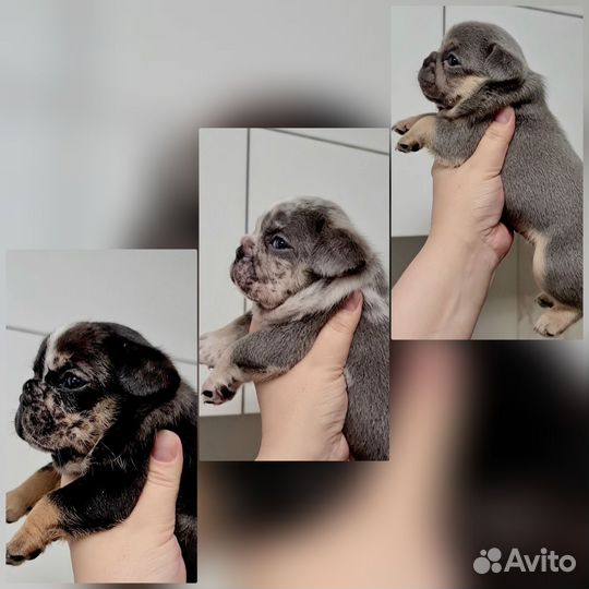 Французский бульдог цветные девочки