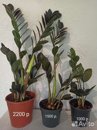 Замиокулькас черный равен