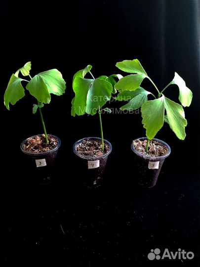 Гинкго билоба