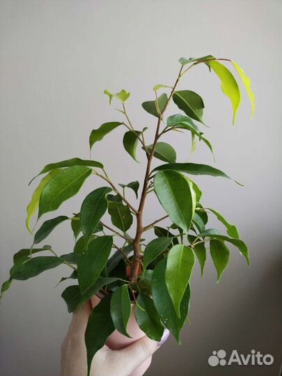 Фикусы, сорта разнын