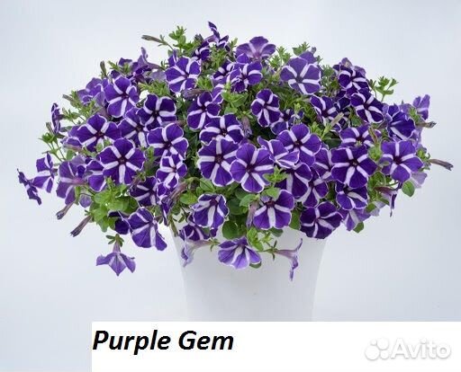 Рассада цветов