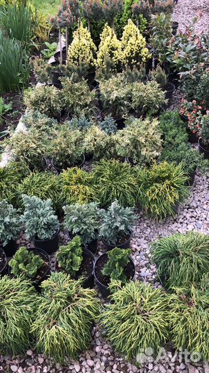 Кипарисовики