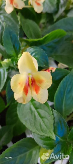 Жёлтый орхидейный бальзамин экзот