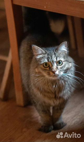 Сибирская кошка Дотти в добрые руки