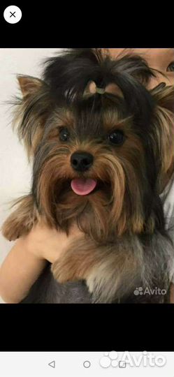 Йоркширский терьер супер мини