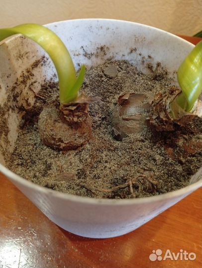 Амарилис луковицы