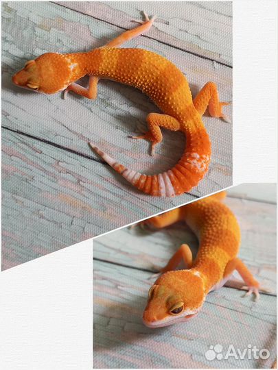 Эублефары Blood