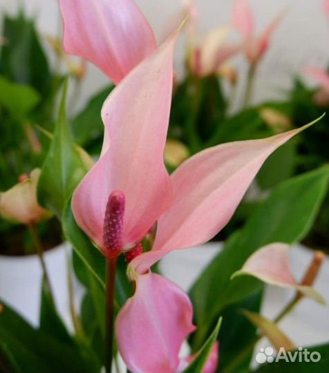 Антуриум Лили (чудесный розовый спатифиллум)