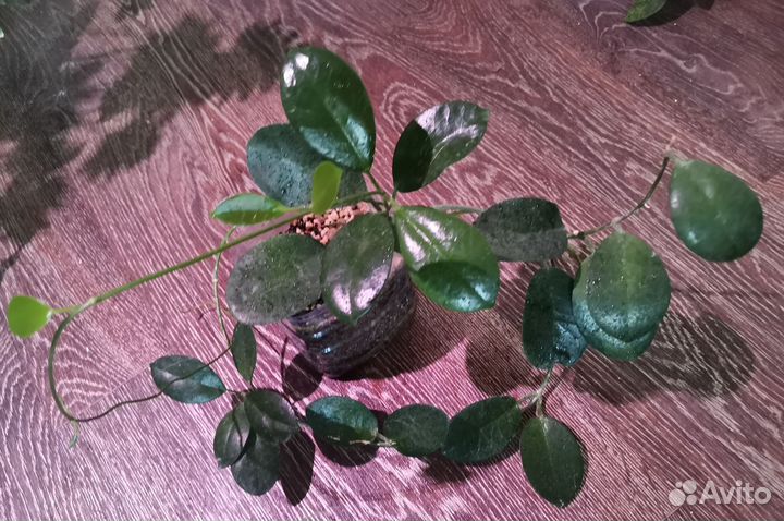 Филодендрон Крокодил, Хойя Кримсон Квин