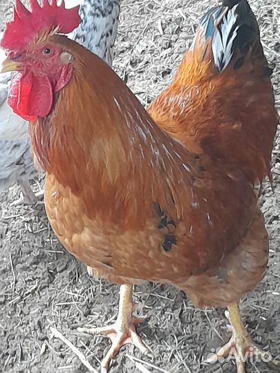 Продаются петухи порода кучинская, цыплята 7дн