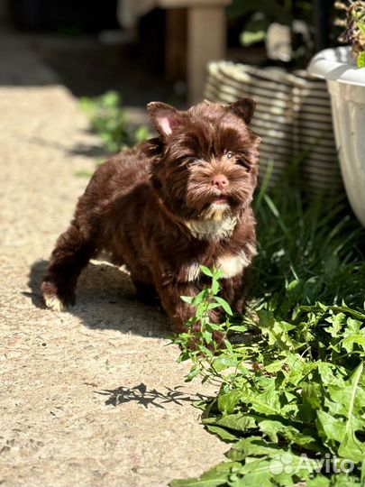 Девочка шоколадного Йорка