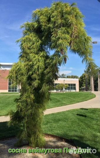 Сосна горная, веймутова, многоцветная