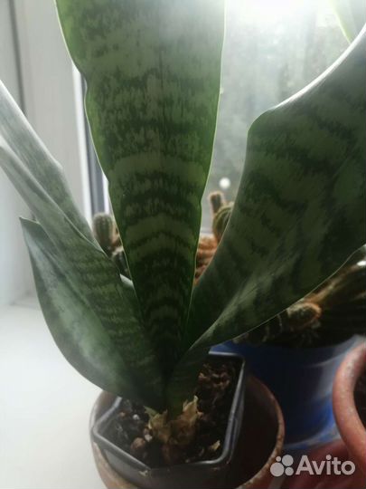 Сансевиерия