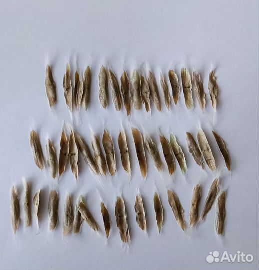 Семена катальпы