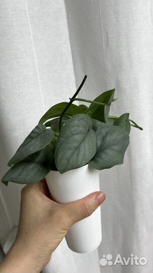 Растения на срез