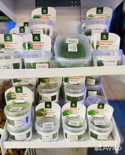 Меристемные растения -поставка от 24.02.24