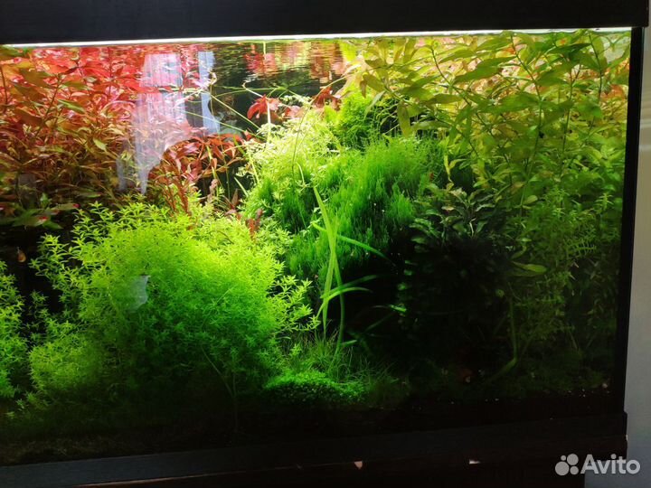 Аквариумные растения прополка
