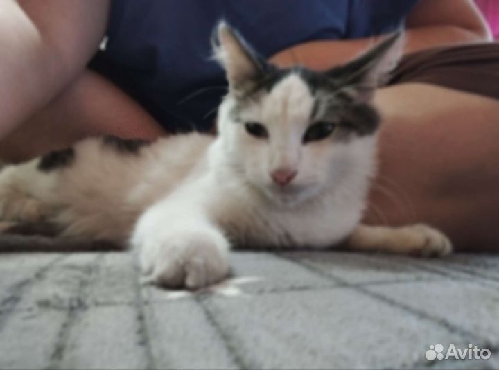 Бесплатно. Котик 4 месяца