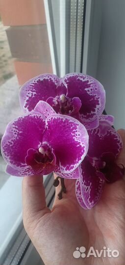 Орхидея фаленопсис
