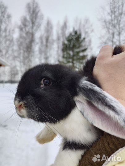Французский баран