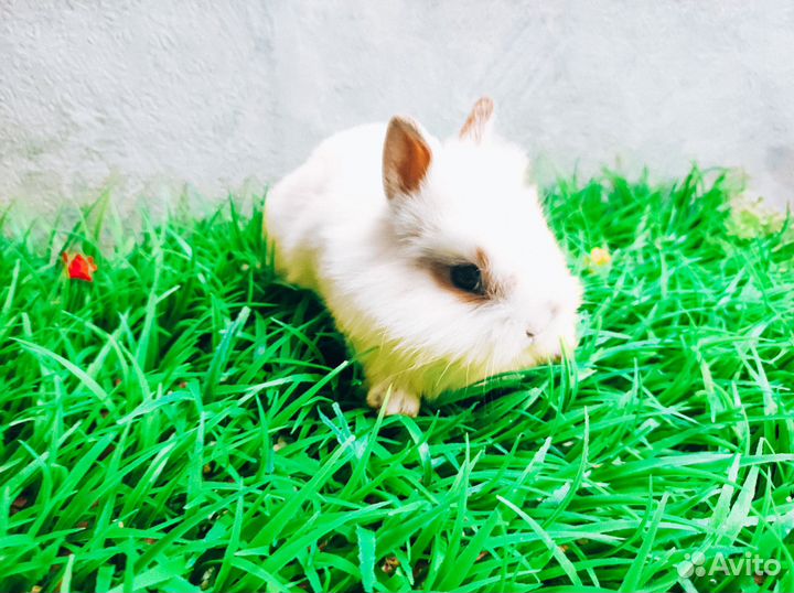 Карликовый кролик - очень редкий