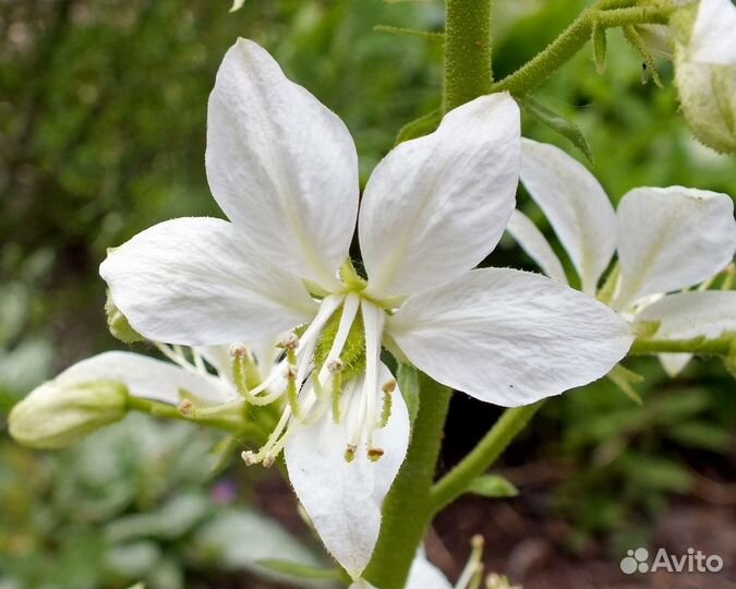 Ясенец белый