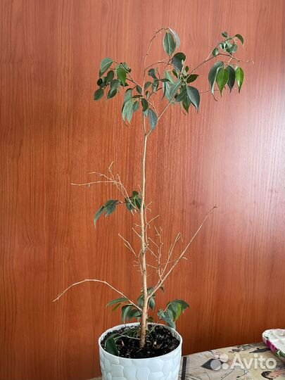 Фикус бенджамина