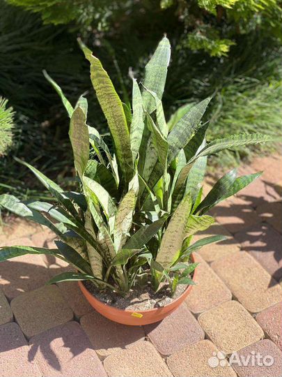 Сансевиерия