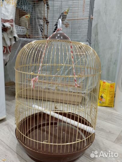 Попугаи Корелла