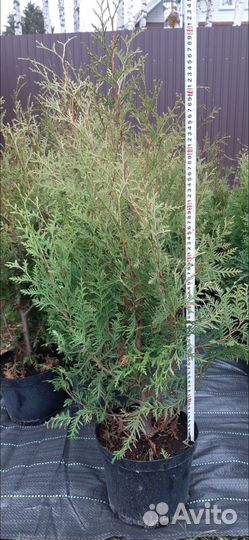 Туя западная брабант