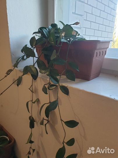 Восковой плющь