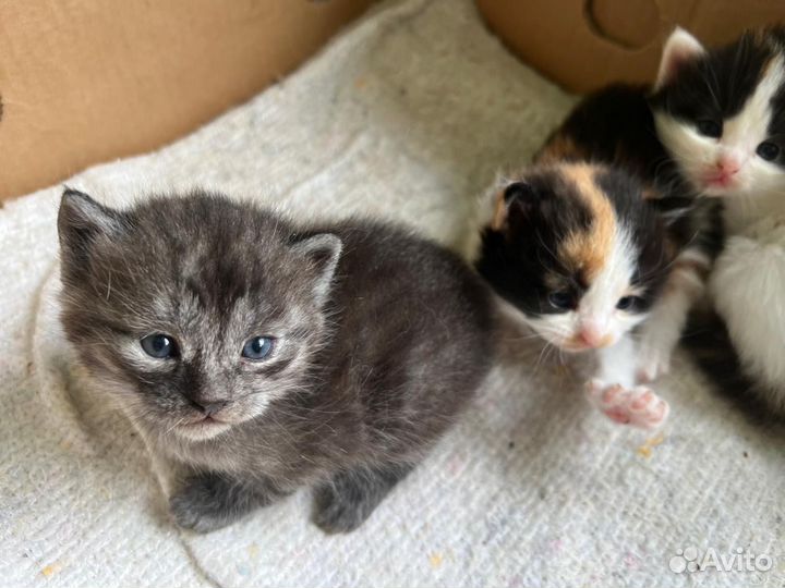 Котята в добрые руки