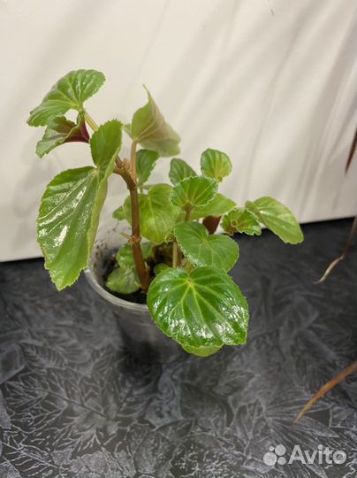 Излишки комнатных растений: хойя,бегония и др