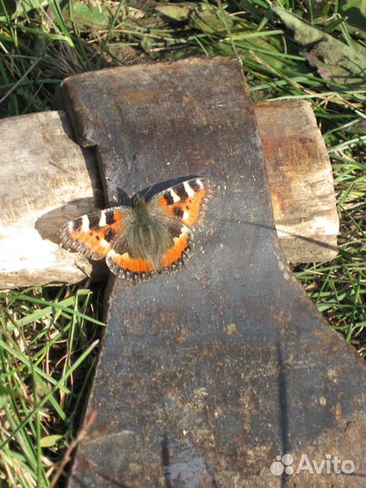 Корм для домашней птицы и животных